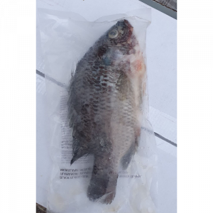 Black Tilapia 300/500gr 1pcs