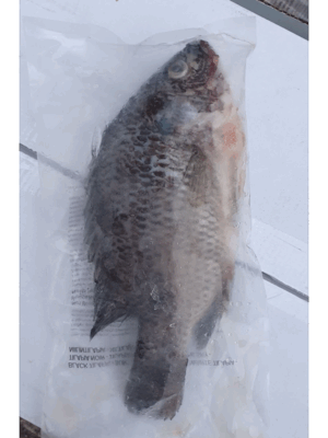 2008.png Black Tilapia 300/500gr 1pcs