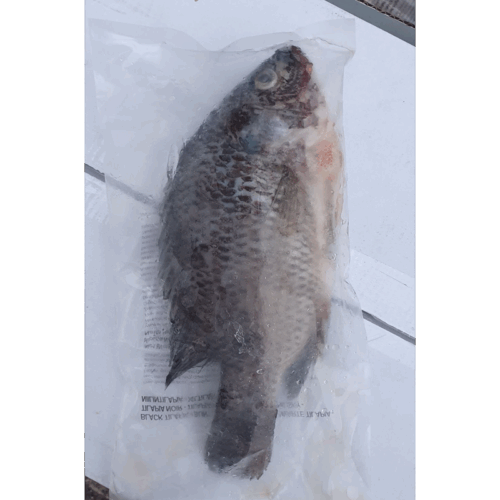 Black Tilapia 300/500gr 1pcs