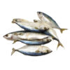 Indian Mackerel /Alumahan 10+ Pcs 1 Kg